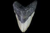 Fossil Megalodon Tooth - Massive Meg #75540-1